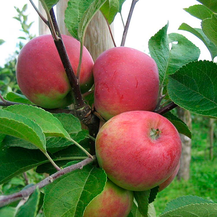 Яблоки Елена Фото