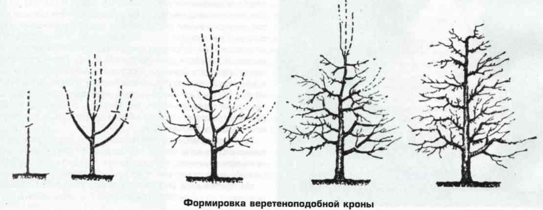 Обрезка веретено схема