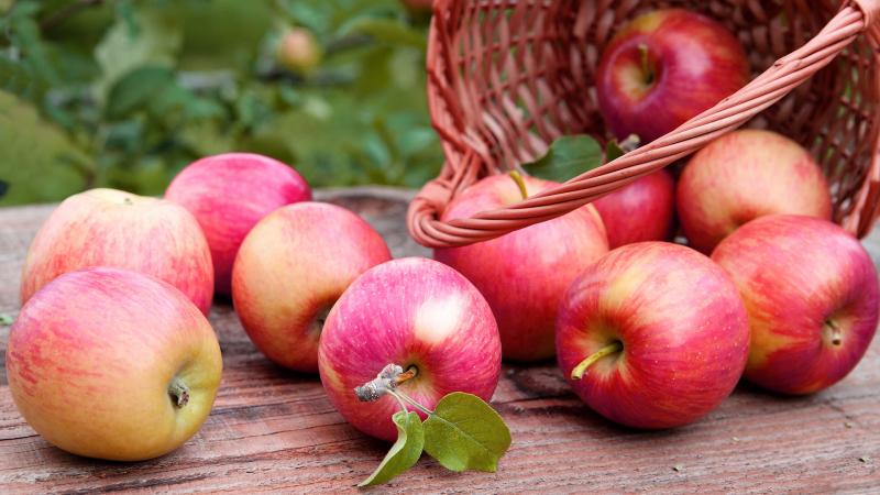 Выращивание яблонь в средней полосе России: лучшие сорта и особенности агротехники