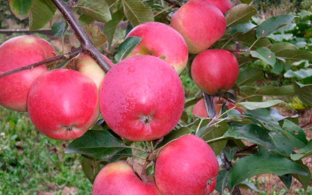 популярные сорта яблонь