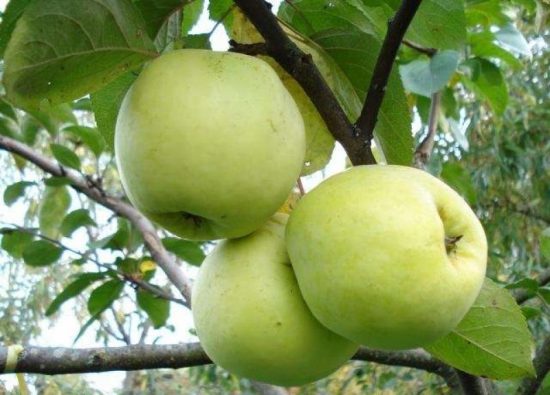 Яблоня сорта Антоновка