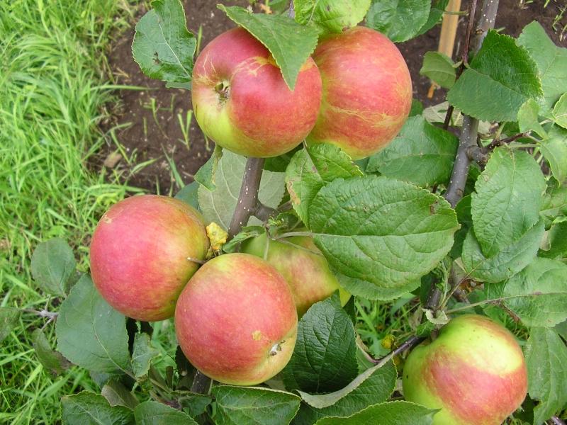 Осенние Яблоки Сорта С Фото