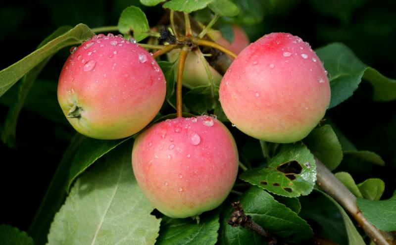 Как вырастить яблочко наливное на приусадебном участке