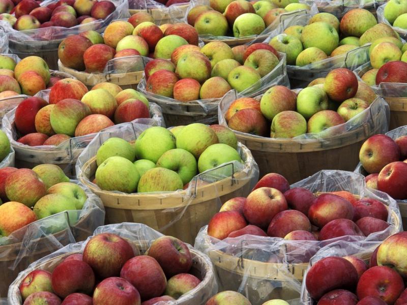 Обзор сортов яблок для Беларуси и рекомендации по выращиванию