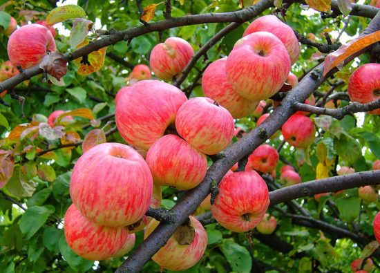 Плодоносящая яблоня
