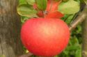 Сорт яблони Лучезарное