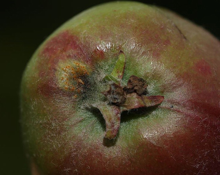 Болезни яблок фото описание борьба
