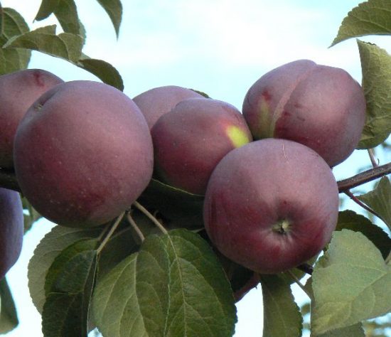 Яблоки Имант