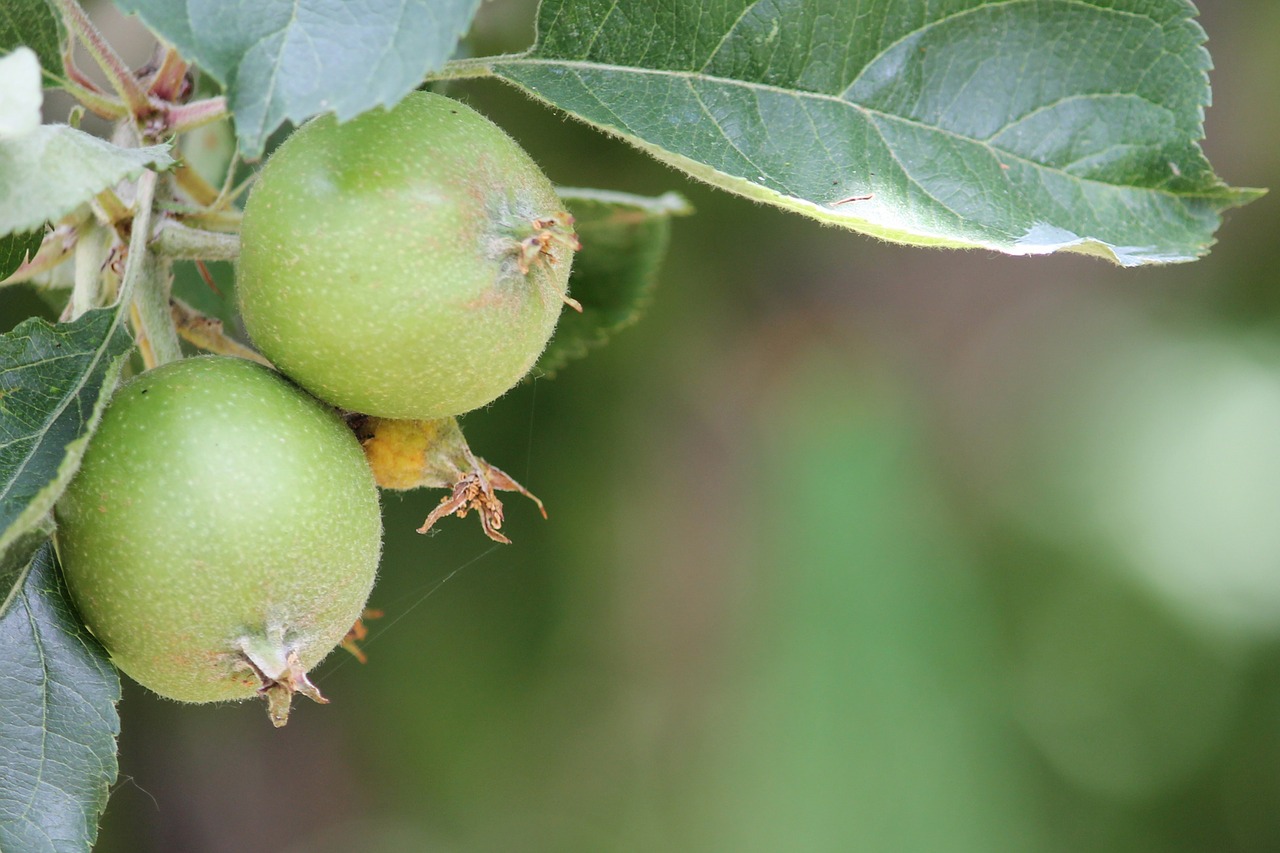 Завязи плодов яблонь