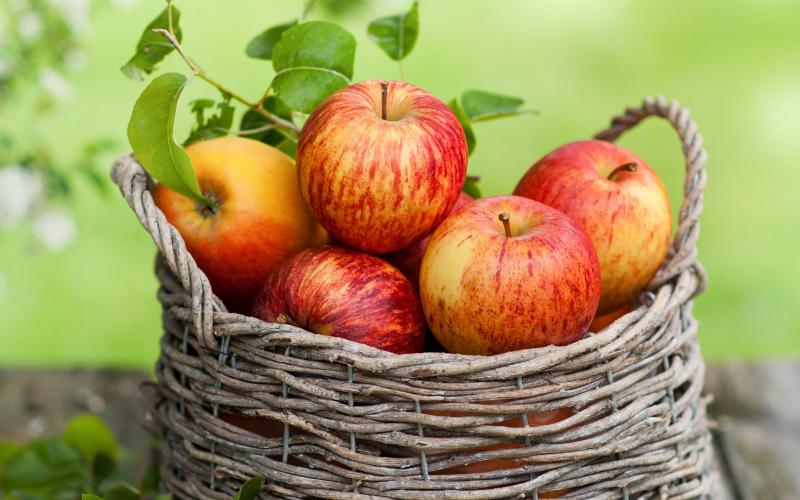 Сладкие сорта яблок для Подмосковья, Урала, средней полосы России, Беларуси и Украины