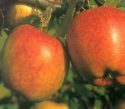 Сорт яблок Бребурн