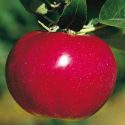 Сорт яблок Макинтош