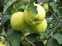 Яблоки сорта Славянка