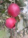 Яблоки сорта Зимняя красавица