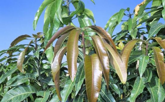 Листья манго
