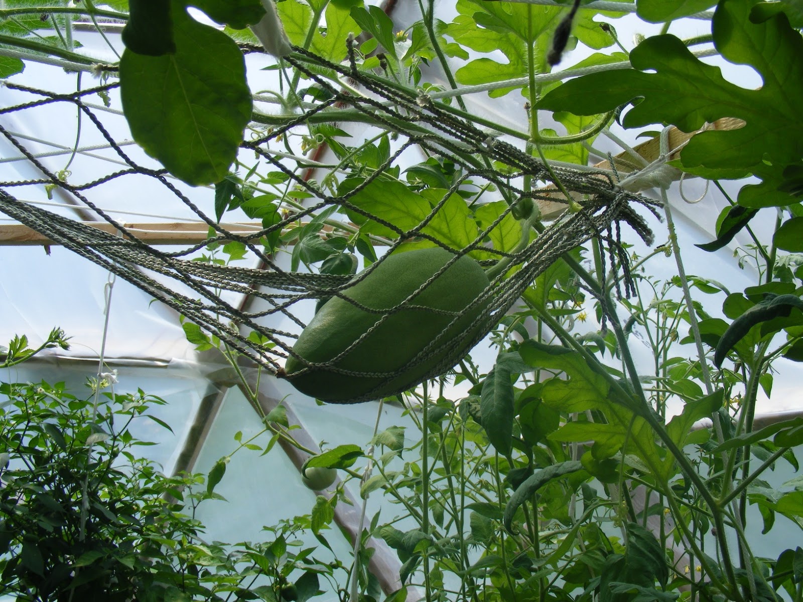 Выращивание арбузов в теплице, в том числе как правильно ухаживать зарастениями, а также особенности на Урале и в других регионах