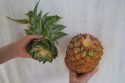 Верхушка и плод ананаса