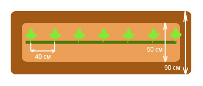 Однострочная схема посадки арбузов