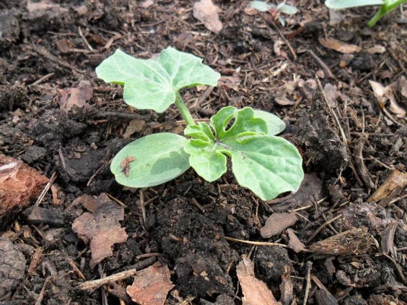 Как сажать арбузы в открытый грунт рассадой, в том числе с открытойкорневой системой