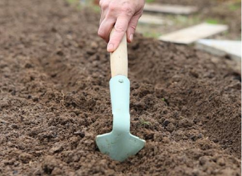 Выращивание арбузов в теплице, в том числе как правильно ухаживать зарастениями, а также особенности на Урале и в других регионах