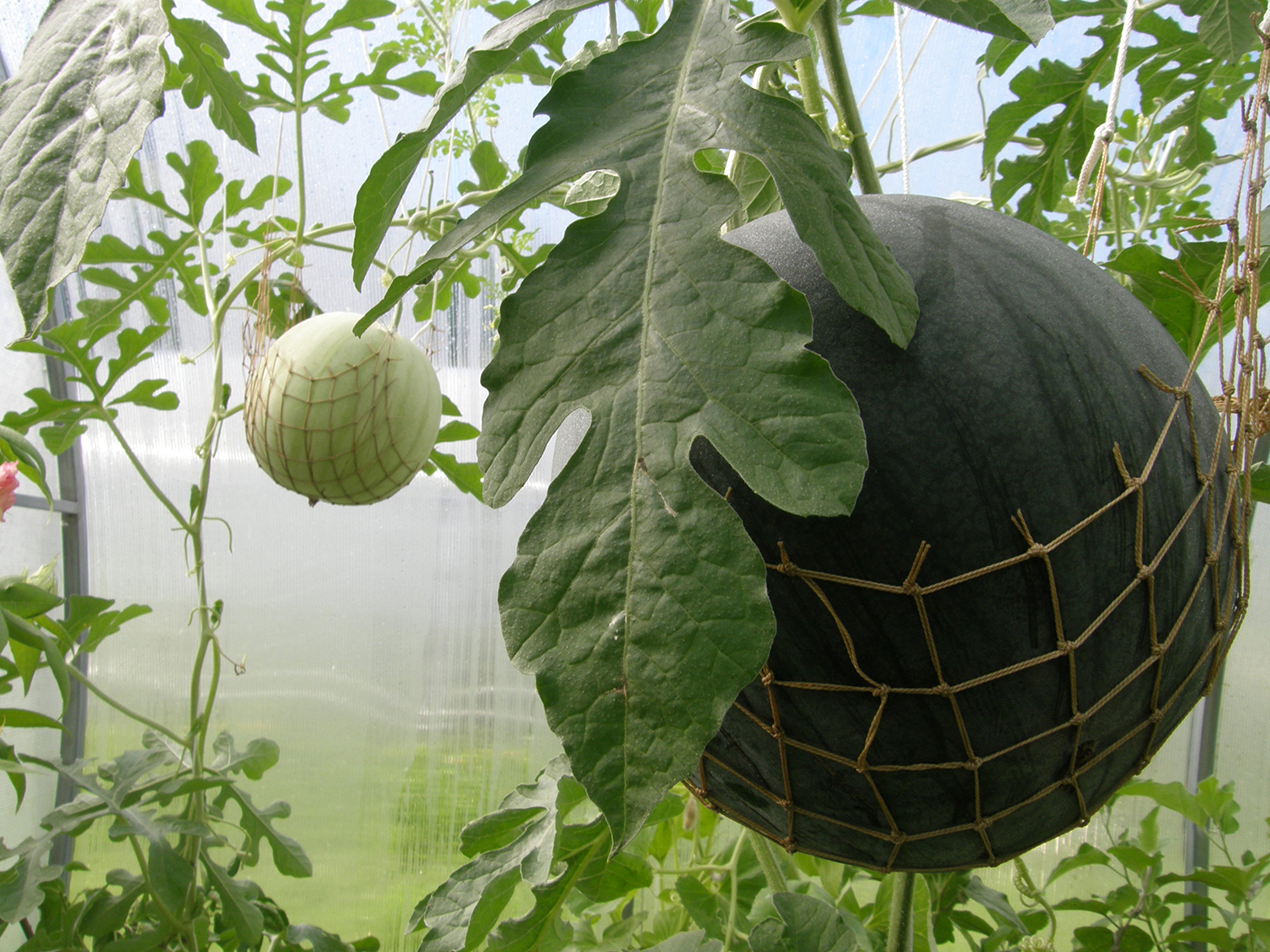 Посадка арбузов в теплице, в том числе из поликарбоната, а также схемаразмещения растений