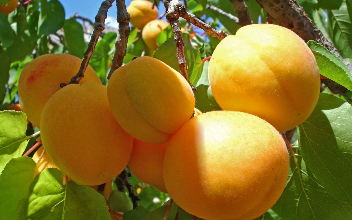 Сорт абрикоса Алёша — декоративный и неприхотливый