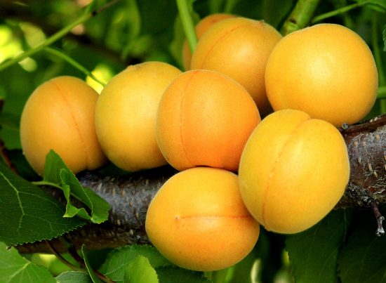Плоды абрикоса сорта Алёша на ветке
