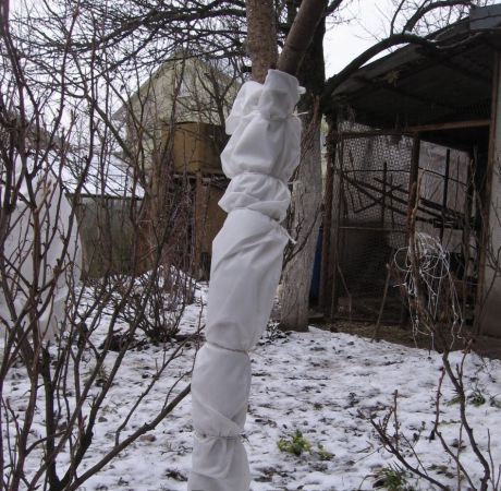 Абрикосовое дерево зимой