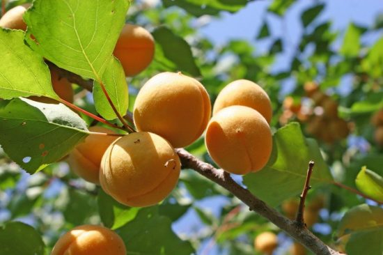 Плоды абрикоса Лель