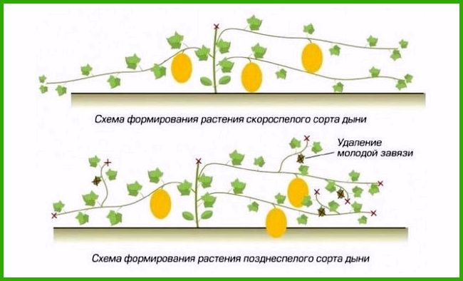 Выращивание дыни в открытом грунте, в том числе как правильно ухаживать зарастениями, а также особенности в Украине, Подмосковье, Башкирии, на Урале,в Беларуси и в других регионах