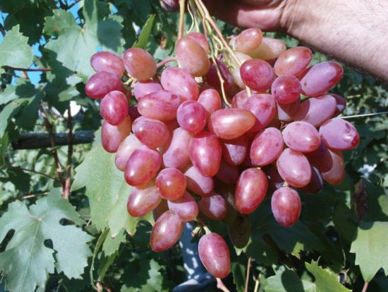 Сорт винограда Юбилей Новочеркасска