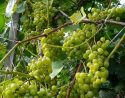 Сорт винограда Московский устойчивый