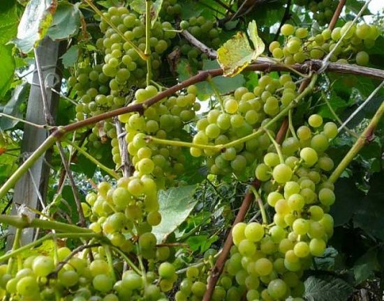 Лучшие сорта винограда для выращивания в Подмосковье с описанием,характеристикой и отзывами