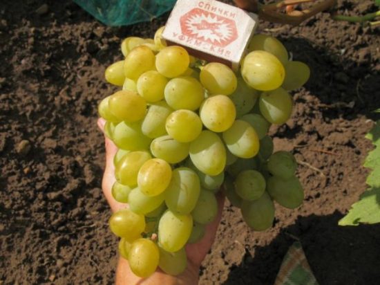 Сорт винограда Галахад