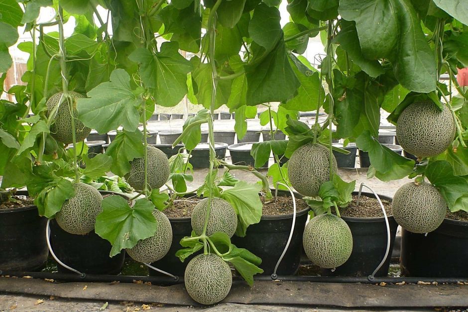 Выращивание дыни в теплице, в том числе как правильно ухаживать зарастениями, а также особенности в Подмосковье, Беларуси, на Урале и вдругих регионах
