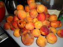 Монилиоз абрикоса