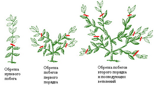 Формирование дыни, в том числе при выращивании в открытом грунте, а такжеописание основных методов