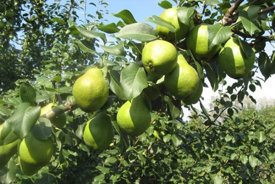 Характеристика деревьев и плодов груши Москвичка
