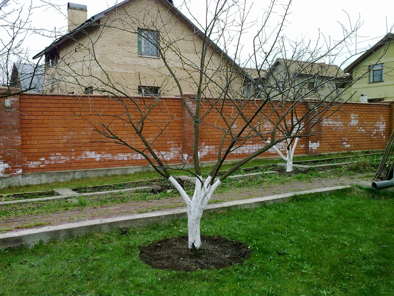 Обрезки фото. Плодовые деревья на участке. Деревья на участке весной. Обрезанные плодовые деревья. Яблони на дачном участке.