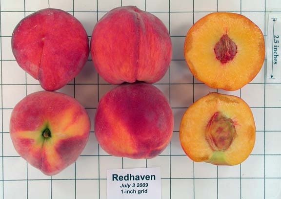Сорт персика Редхейвен, описание, фото, характеристика и отзывы, а такжеособенности выращивания