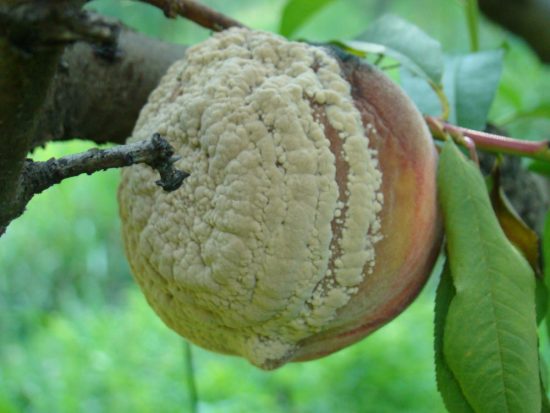 Плодовая гниль на персике