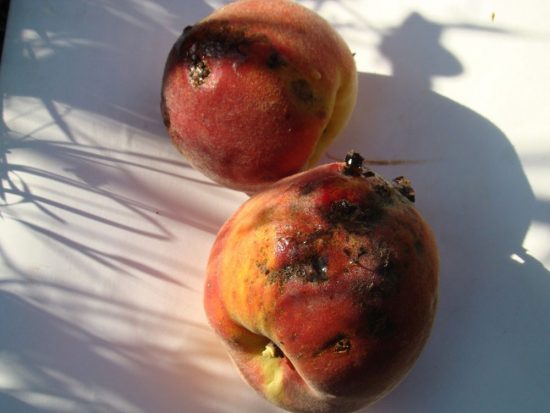 Клястероспориоз на плодах персика