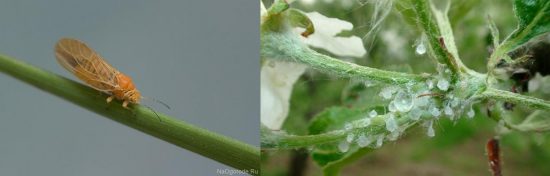 Грушевая медяница (листоблошка)