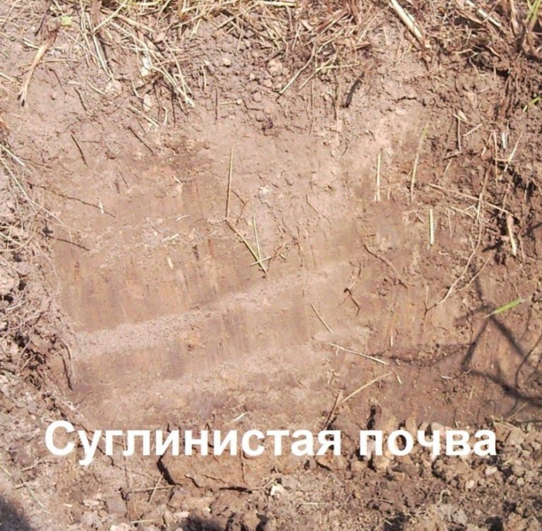 Средний суглинок фото