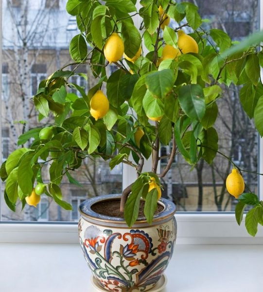 Павловский лимон