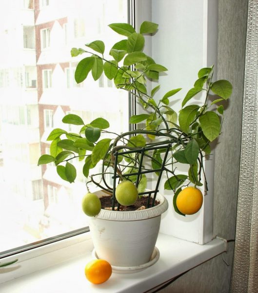 Лимон на окне
