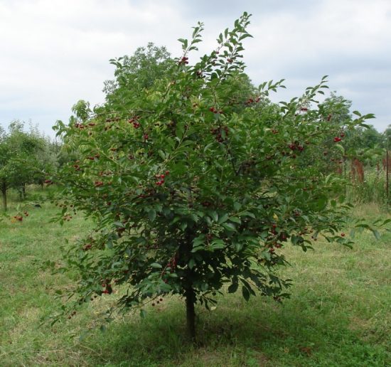 Среднерослое дерево вишни