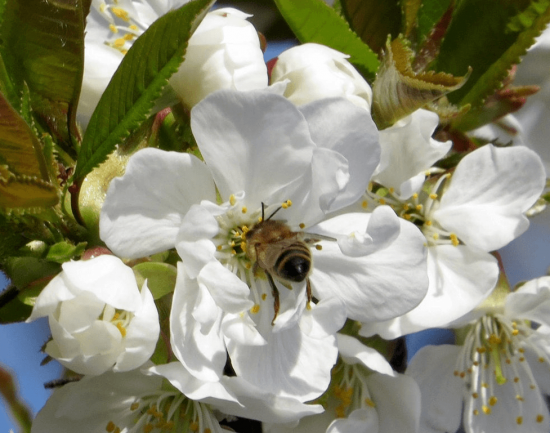 Пчела на цветке вишни