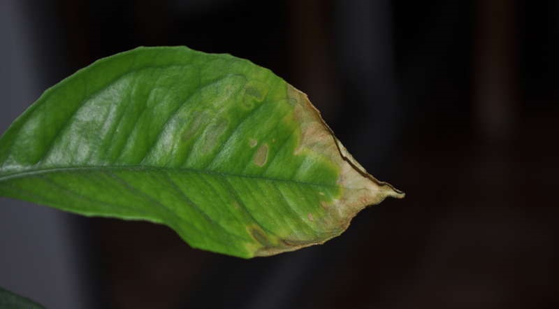 Листья цитруса сворачиваются в трубочку или складываются вдоль жилки
