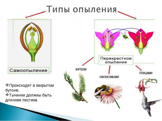 Перекрёстное опыление